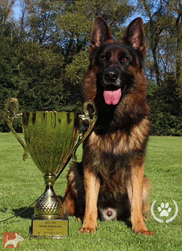 německý ovčák štěňátka s PP černá se znaky