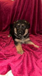 Inzerce psů německý ovčák štěňátka s PP černá se znaky