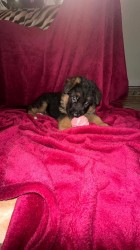 německý ovčák štěňátka s PP černá se znaky