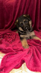 německý ovčák štěňátka s PP černá se znaky