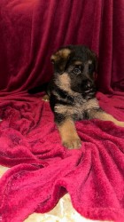 německý ovčák štěňátka s PP černá se znaky