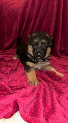 německý ovčák štěňátka s PP černá se znaky