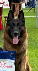 německý ovčák štěňátka s PP černá se znaky