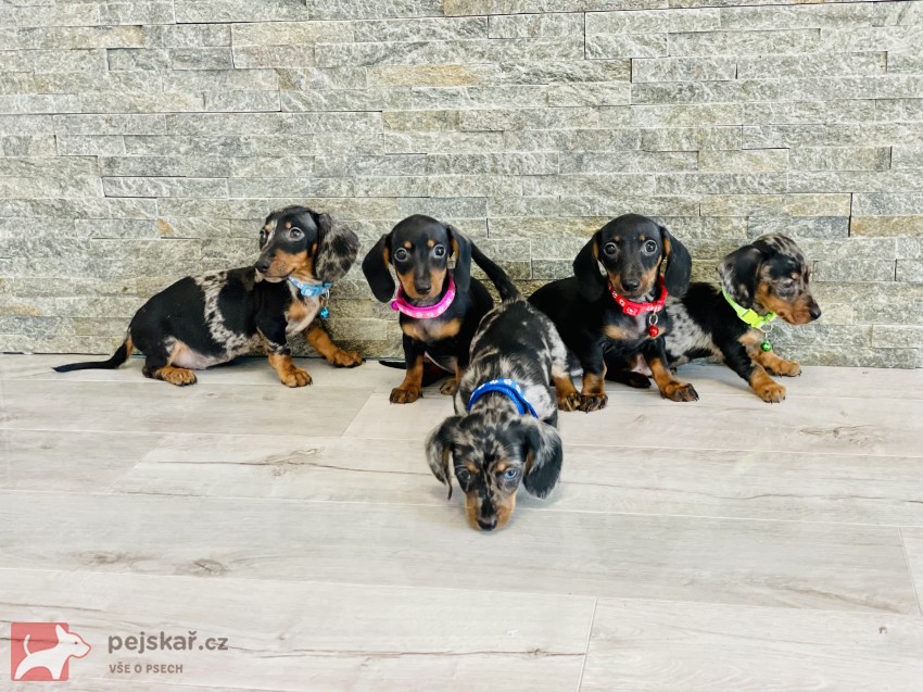 Jezevčík hladkosrstý trpasličí bez PP