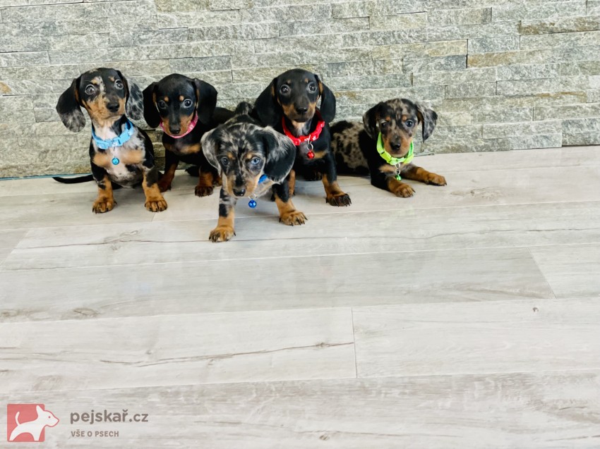 Jezevčík hladkosrstý trpasličí bez PP