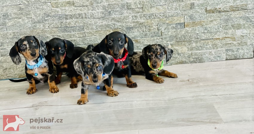 Jezevčík hladkosrstý trpasličí bez PP