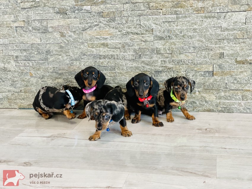 Jezevčík hladkosrstý trpasličí bez PP