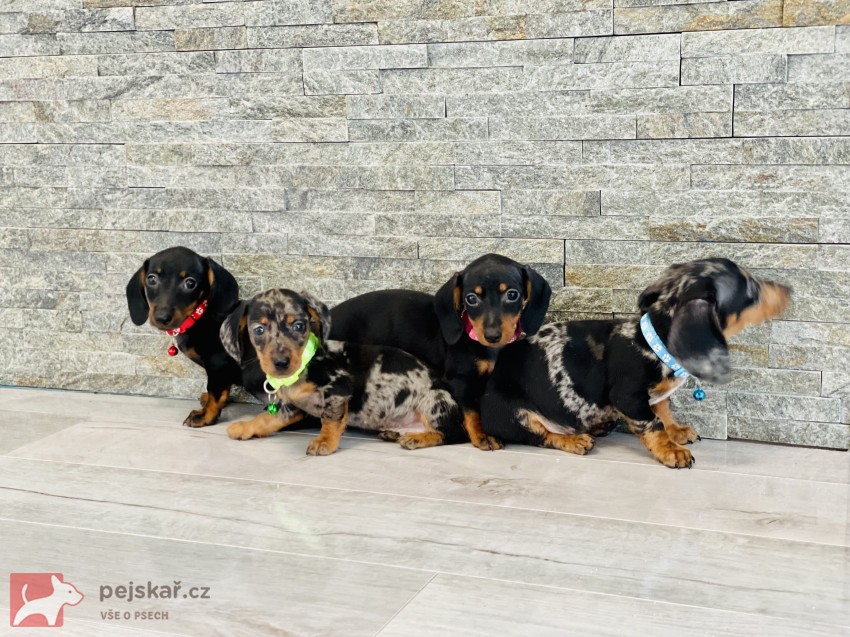 Jezevčík hladkosrstý trpasličí bez PP