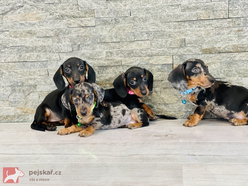 Jezevčík hladkosrstý trpasličí bez PP