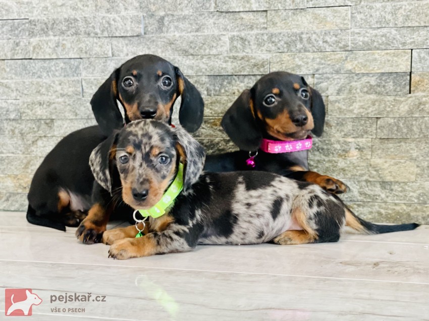 Jezevčík hladkosrstý trpasličí bez PP