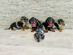 Inzerce psů Jezevčík hladkosrstý trpasličí bez PP