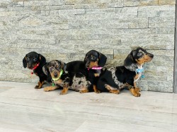 Jezevčík hladkosrstý trpasličí bez PP