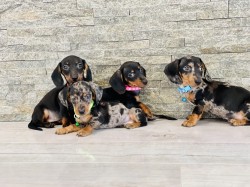 Jezevčík hladkosrstý trpasličí bez PP