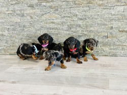 Jezevčík hladkosrstý trpasličí bez PP