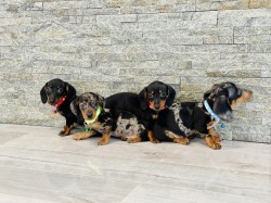 Jezevčík hladkosrstý trpasličí bez PP