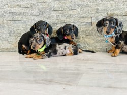 Jezevčík hladkosrstý trpasličí bez PP