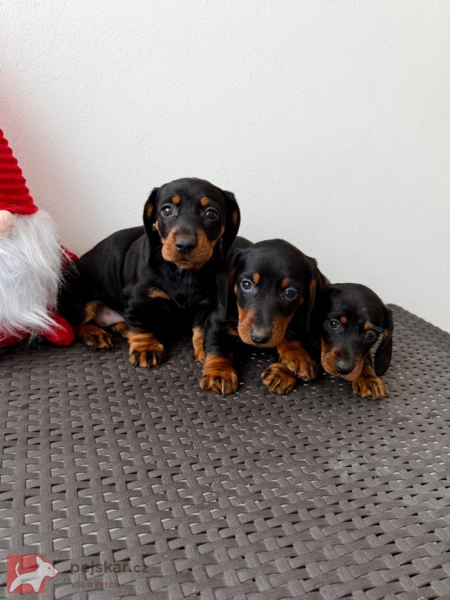 Jezevčík hladkosrstý trpasličí bez PP