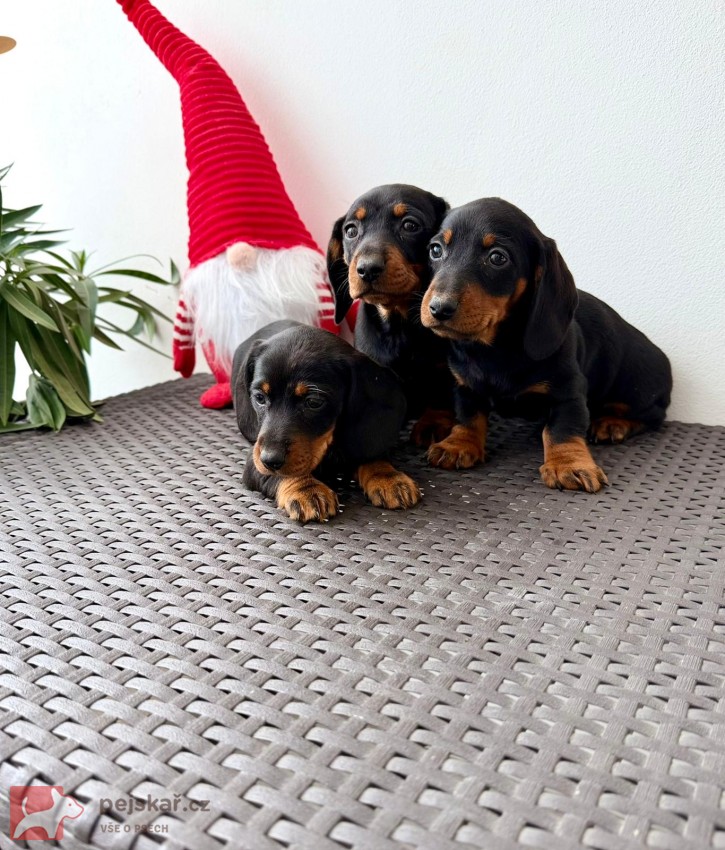 Jezevčík hladkosrstý trpasličí bez PP