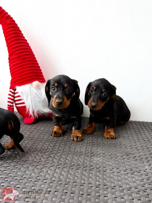 Jezevčík hladkosrstý trpasličí bez PP