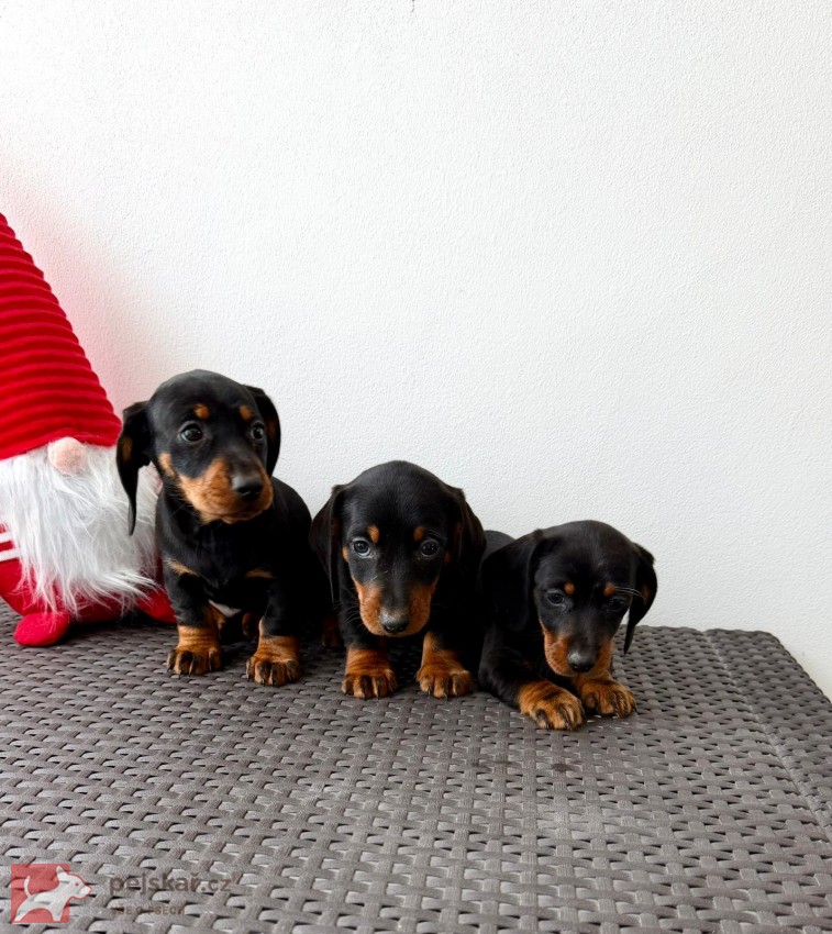 Jezevčík hladkosrstý trpasličí bez PP