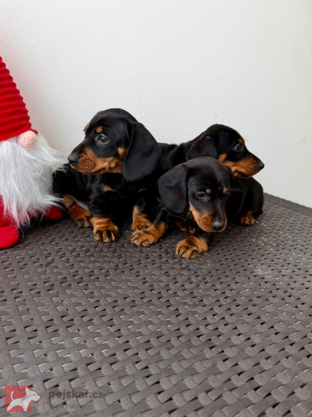 Jezevčík hladkosrstý trpasličí bez PP