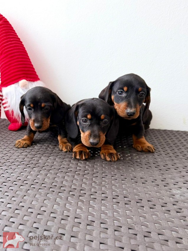 Jezevčík hladkosrstý trpasličí bez PP