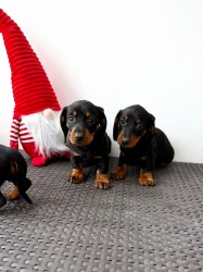 Jezevčík hladkosrstý trpasličí bez PP