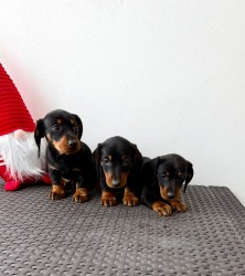 Jezevčík hladkosrstý trpasličí bez PP