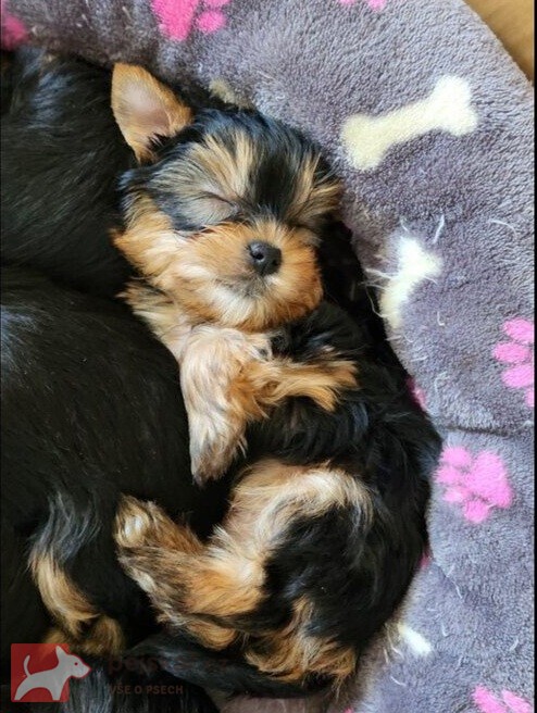 Nabízím mini stenatka jorksirskych terieru s PP Štěňata yorkšírských teriérů s PP