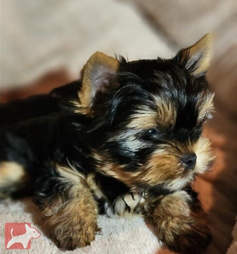 Nabízím mini stenatka jorksirskych terieru s PP Štěňata yorkšírských teriérů s PP