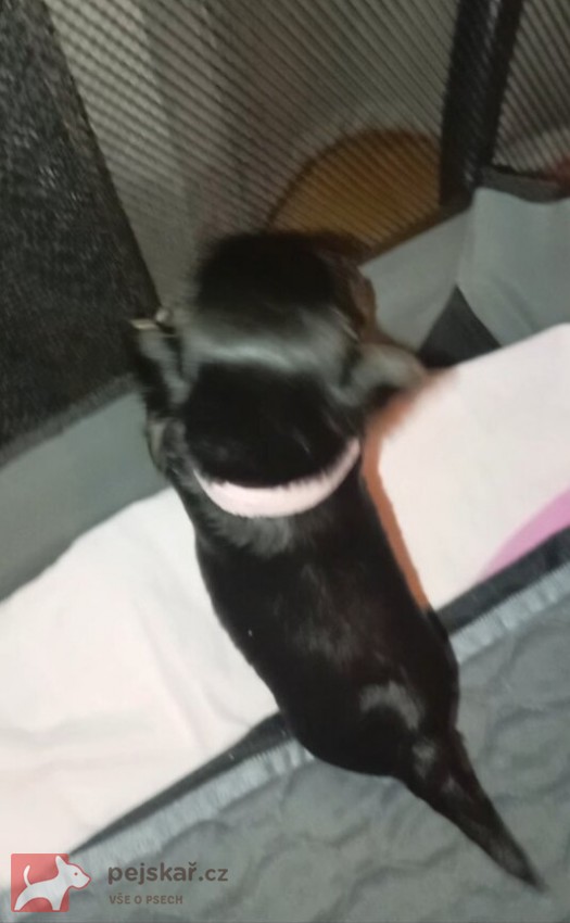 Nabízím mini stenatka jorksirskych terieru s PP Štěňata yorkšírských teriérů s PP