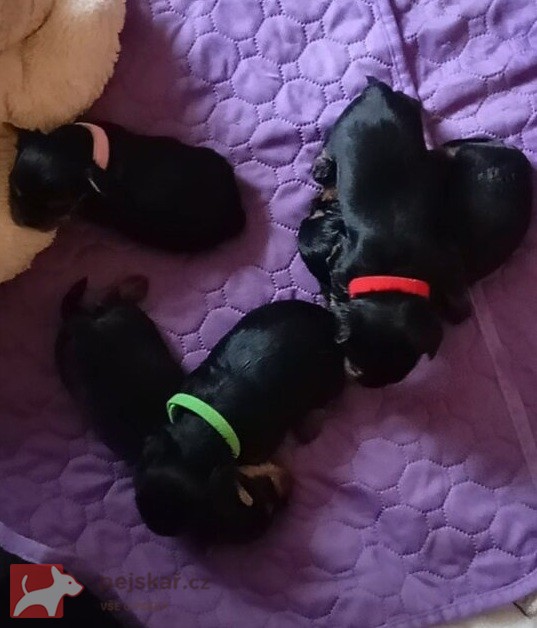 Nabízím mini stenatka jorksirskych terieru s PP Štěňata yorkšírských teriérů s PP