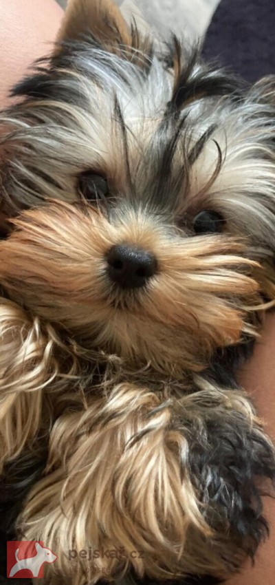 Nabízím mini stenatka jorksirskych terieru s PP Štěňata yorkšírských teriérů s PP