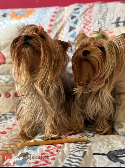 Nabízím mini stenatka jorksirskych terieru s PP Štěňata yorkšírských teriérů s PP