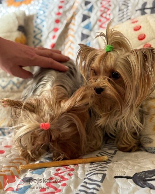 Nabízím mini stenatka jorksirskych terieru s PP Štěňata yorkšírských teriérů s PP