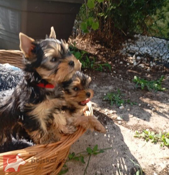 Nabízím mini stenatka jorksirskych terieru s PP Štěňata yorkšírských teriérů s PP
