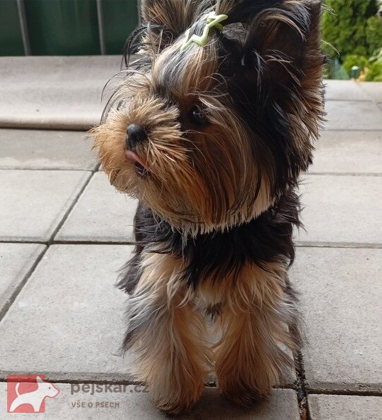 Nabízím mini stenatka jorksirskych terieru s PP Štěňata yorkšírských teriérů s PP