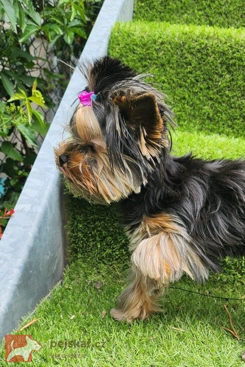 Nabízím mini stenatka jorksirskych terieru s PP Štěňata yorkšírských teriérů s PP