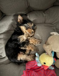 Nabízím mini stenatka jorksirskych terieru s PP Štěňata yorkšírských teriérů s PP