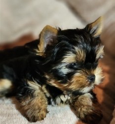 Nabízím mini stenatka jorksirskych terieru s PP Štěňata yorkšírských teriérů s PP