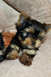 Nabízím mini stenatka jorksirskych terieru s PP Štěňata yorkšírských teriérů s PP