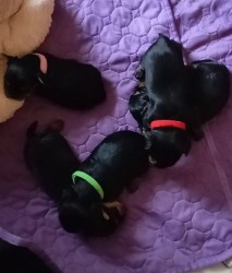 Nabízím mini stenatka jorksirskych terieru s PP Štěňata yorkšírských teriérů s PP