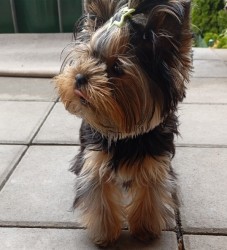 Nabízím mini stenatka jorksirskych terieru s PP Štěňata yorkšírských teriérů s PP