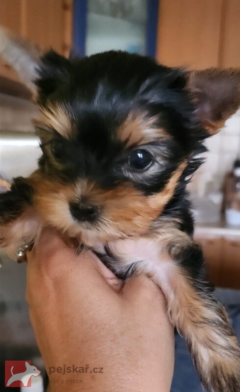 Nabízím mini stenatka jorksirskych terieru s PP Štěňata yorkšírských teriérů s PP