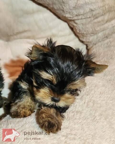 Nabízím mini stenatka jorksirskych terieru s PP Štěňata yorkšírských teriérů s PP