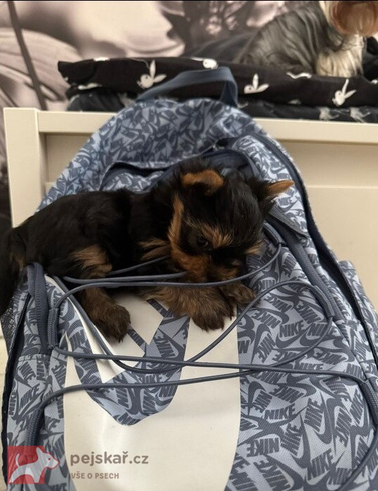 Nabízím mini stenatka jorksirskych terieru s PP Štěňata yorkšírských teriérů s PP