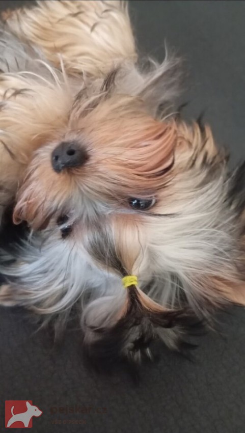 Nabízím mini stenatka jorksirskych terieru s PP Štěňata yorkšírských teriérů s PP