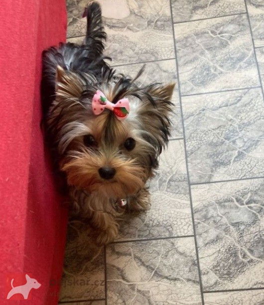 Nabízím mini stenatka jorksirskych terieru s PP Štěňata yorkšírských teriérů s PP