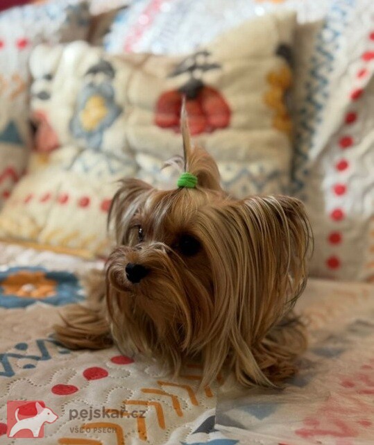 Nabízím mini stenatka jorksirskych terieru s PP Štěňata yorkšírských teriérů s PP