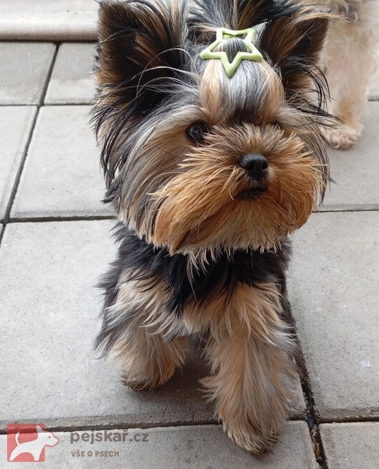 Nabízím mini stenatka jorksirskych terieru s PP Štěňata yorkšírských teriérů s PP